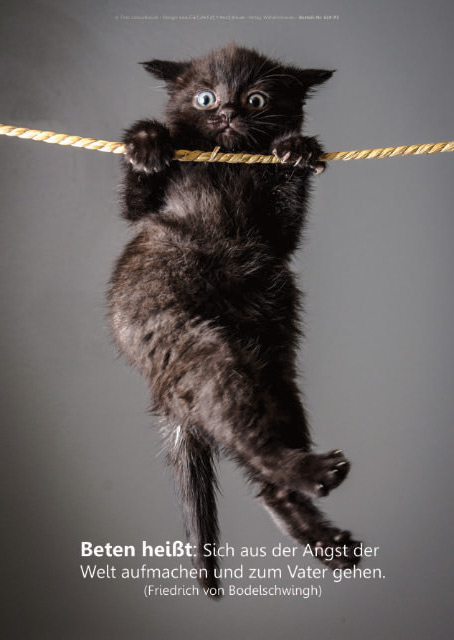 Poster A3: An Seil hängendes Kätzchen
