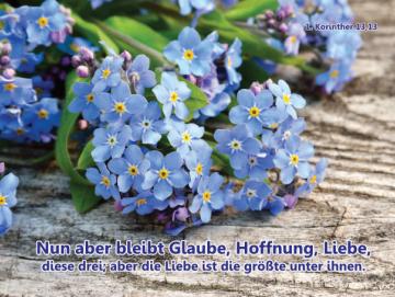 Poster A1 - Vergissmeinnicht-Blüten