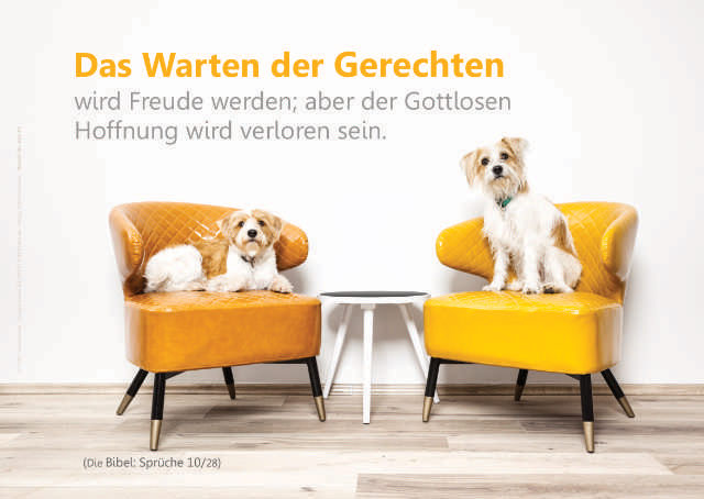 Poster DIN A3 - Hunde auf bunten Sessel