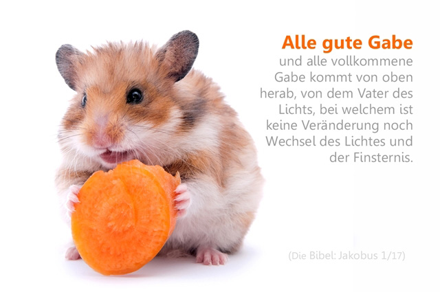 Poster DIN A4 - Hamster mit Karotte