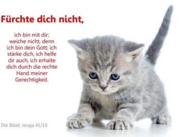 Poster DIN A3 - Ängstliches Kätzchen