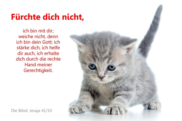 Poster DIN A4 - Ängstliches Kätzchen