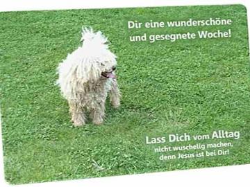Christliche Postkarte: Hirtenhund - Ermutigungskarte