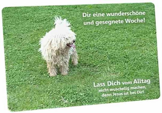Christliche Postkarte: Hirtenhund