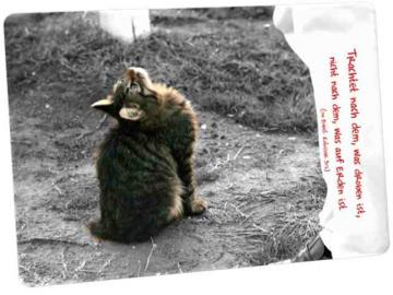 Christliche Postkarte: Nach oben blickende Katze