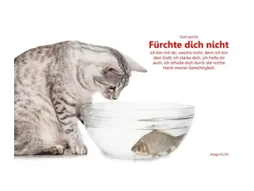 Christliches Poster A4: Katze beobachtet Fisch in Wasserschale