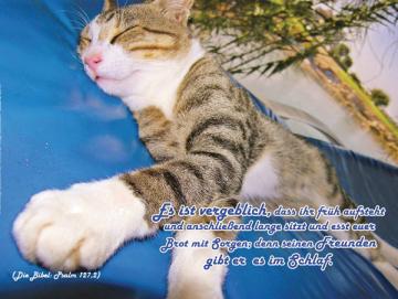 Christliches Poster A3: Katze auf Liege