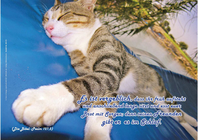 Christliches Poster A4: Katze auf Liege