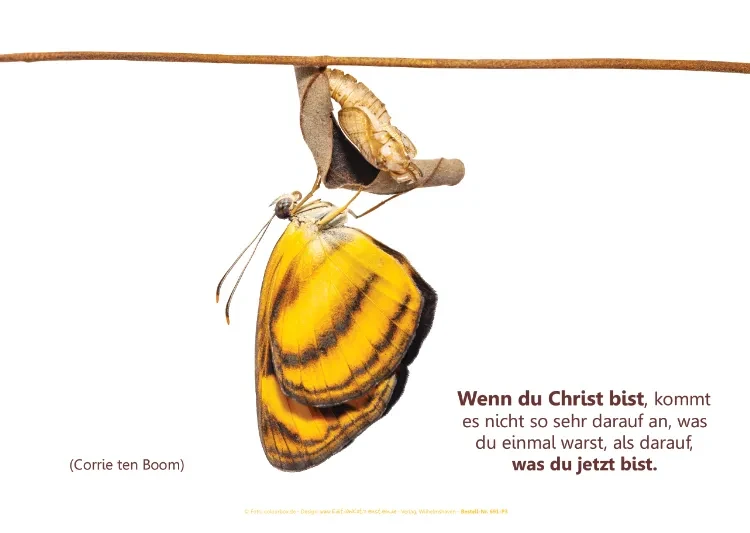 Christliches Poster A1: Frisch geschlüpfter Schmetterling