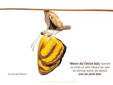 Christliches Poster A1: Frisch geschlüpfter Schmetterling