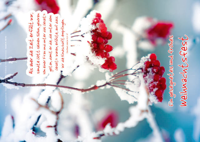 Christliches Weihnachts-Poster A4 mit roten Beeren und Bibelvers „Als aber die Zeit erfüllt war…“ aus Galater 4,4–5