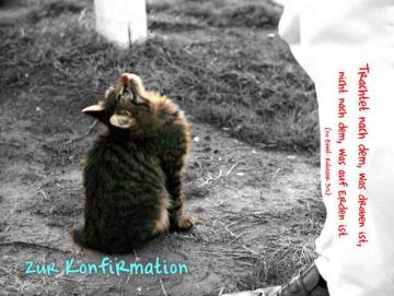 Christliche Konfirmationskarte: Nach oben blickende Katze - Kolosser 3,2