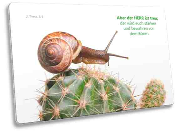 Christliche Postkarte mit Motiv: Schnecke auf Kaktus