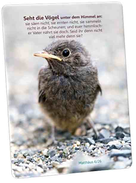 Postkarte: Kleiner Sperling