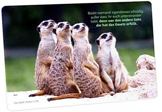 Christliche Postkarte Erdmännchengruppe
