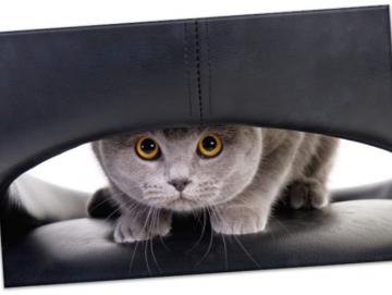 Leinwanddruck: Katze auf Ledersessel