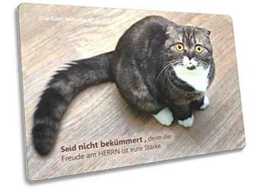 Christliche Postkarte: Erstaunt blickende Katze