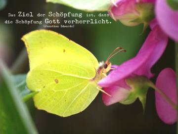 Christliches Poster A3 - Schmetterling auf Blüte