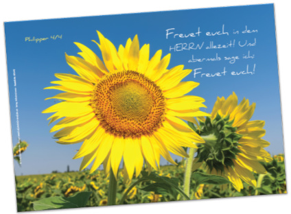 Poster A3: Sonnenblume