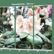 Bestatterbedarf: Roll-Up Display Set "Rhododendron Blüten in Hellgelb