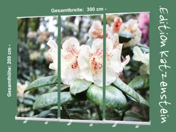 Bestatterbedarf: Roll-Up Display Set "Rhododendron Blüten in Hellgelb