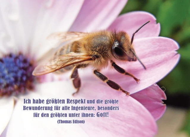 Christliche Postkarte mit Nahaufnahme einer Biene auf einer Blüte und Zitat von Thomas Edison: „Ich habe größten Respekt und die größte Bewunderung für alle Ingenieure, besonders für den größten unter ihnen: Gott!“