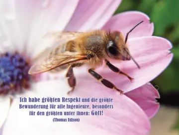 Christliche Postkarte– Biene in Nahaufnahme