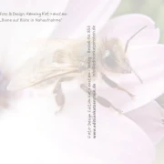 Rückseite der christlichen Postkarte „Biene in Nahaufnahme“ mit dezentem Wasserzeichen und viel Platz für persönliche Grüße oder inspirierende Worte.