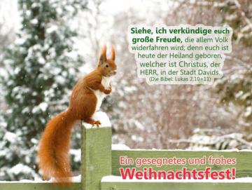 Weihnachtskarte - Postkarte: Eichhörnchen