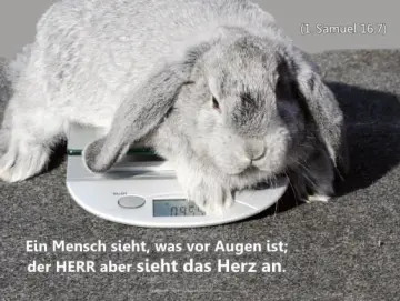 Christliches A1-Poster – Hase auf Küchenwaage – Der Herr sieht das Herz an