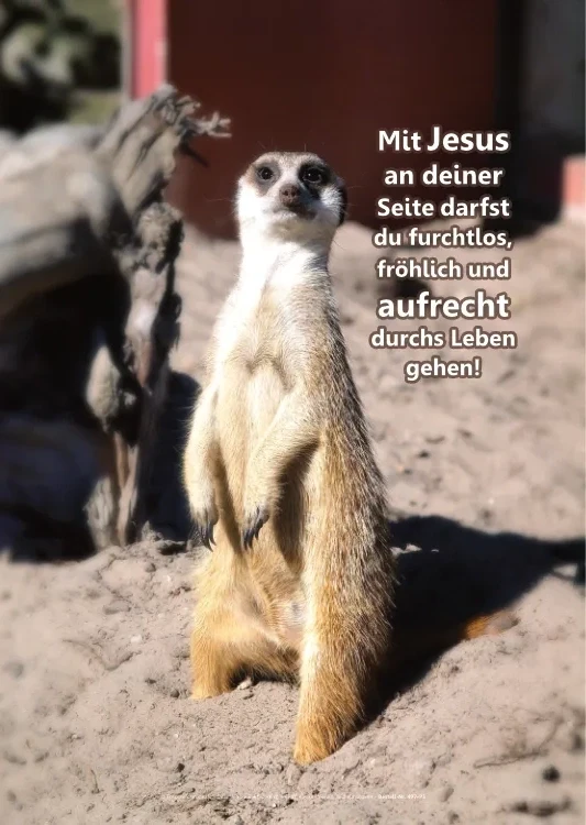 Christliches Poster A1: Aufrecht stehendes Erdmännchen