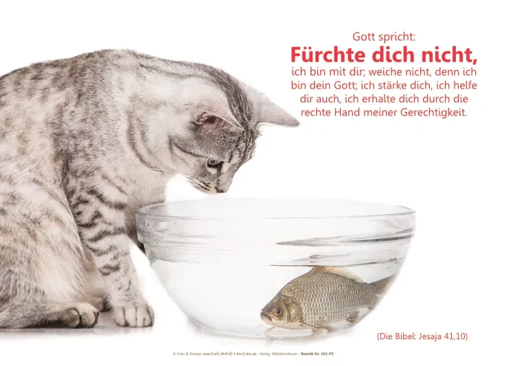 Christliches Poster A1: Katze beobachtet Fisch in Wasserschale