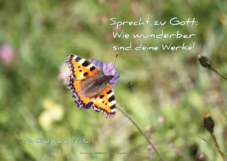 Christliches Poster A1: Schmetterling - Admiral - auf Blume