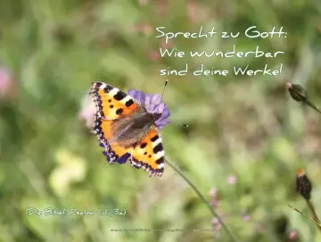 Christliches Poster A1: Schmetterling - Admiral - auf Blume