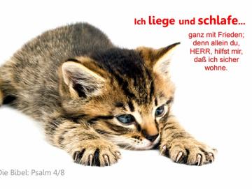 Christliches Poster A2 - Dösendes Kätzchen