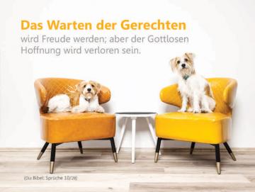 Christliches Poster A2 - Hunde auf bunten Sessel