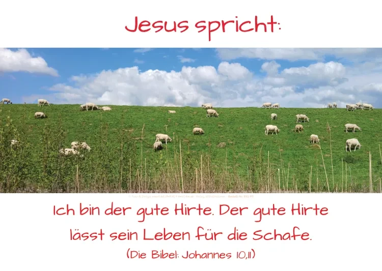 Christliches Poster A2: Am Deich grasende Schafe