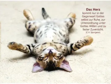 Christliches Poster A2: Katze auf dem Rücken liegend