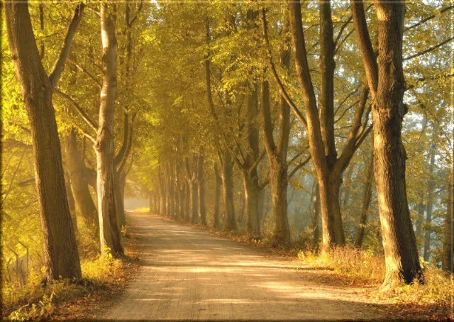 Leinwanddruck der Baumallee ohne Bibelvers – ruhige Baumallee auf weißem Hintergrund, pur ohne Rauminszenierung