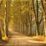 Leinwanddruck der Baumallee ohne Bibelvers – ruhige Baumallee auf weißem Hintergrund, pur ohne Rauminszenierung