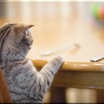 Leinwanddruck: Katze am Esstisch - Katzenbild