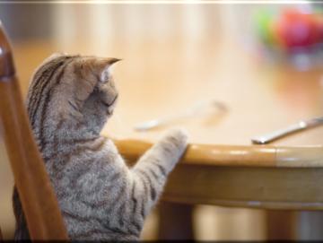 Leinwanddruck: Katze am Esstisch - Katzenbild