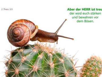 Poster A1 - Schnecke auf Kaktus