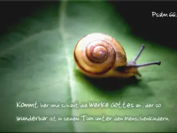 Poster A4 - Schnecke auf Blatt