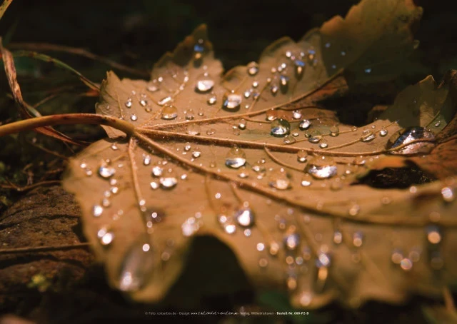 Ein Poster, zeigt in Nahaufnahme eines brauen Blatts mit klaren Regentropfen.