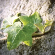 Zarter Efeu, der an einer Oberfläche emporwächst.