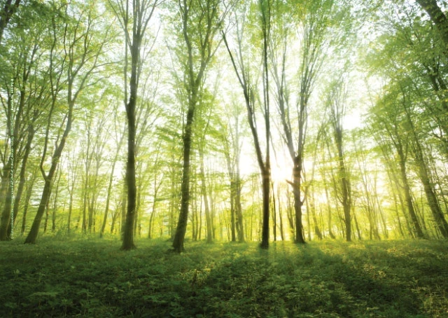 Lichtdurchfluteter Frühlingswald mit Sonnenstrahlen im frischen Grün.