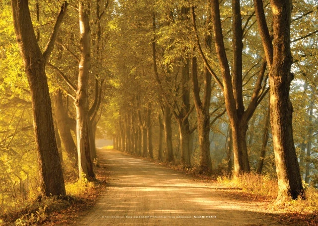 Symmetrische Baumallee mit ruhiger Perspektive und sanfter Fernwirkung.