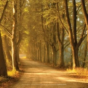 Symmetrische Baumallee mit ruhiger Perspektive und sanfter Fernwirkung.