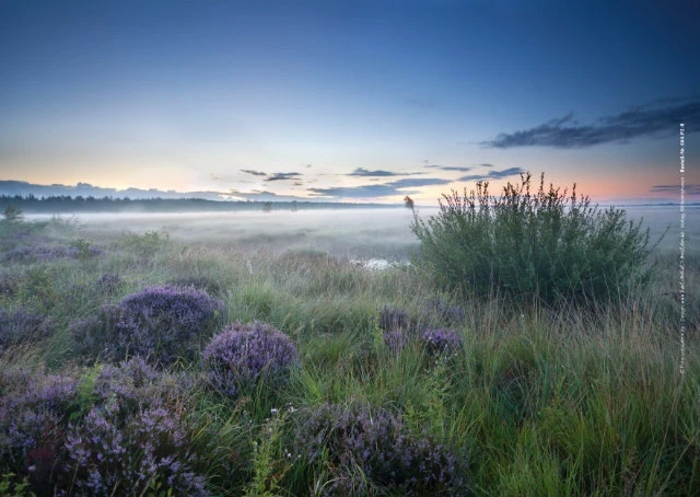 Weite Heideflächen im zarten Licht der Morgendämmerung.